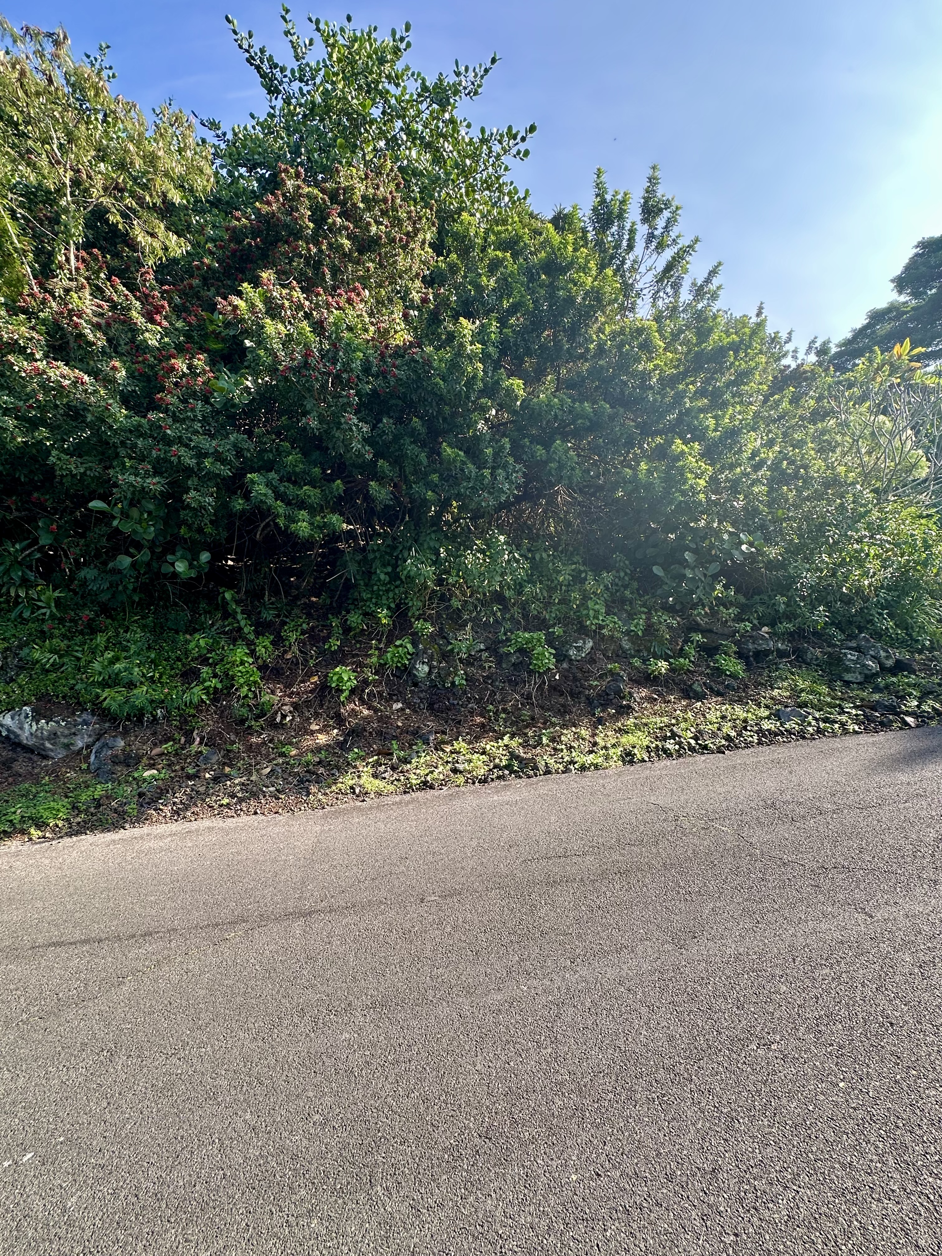 12 Kaohe Road Captain Cook, HI 96704 - Photo 9 of 12 a view of a road with plants and trees in front of it