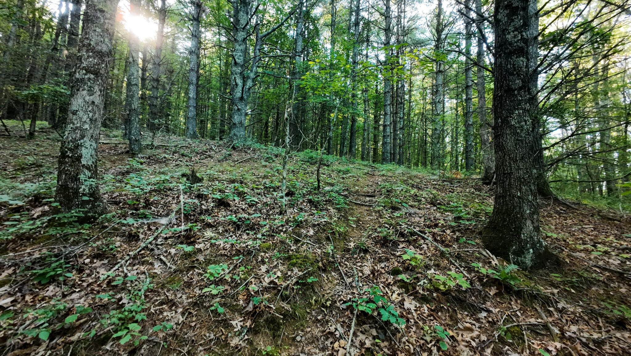 1 Merifield Road Northwest Willis, VA 24380 - Photo 15 of 16 Parcel 1-32