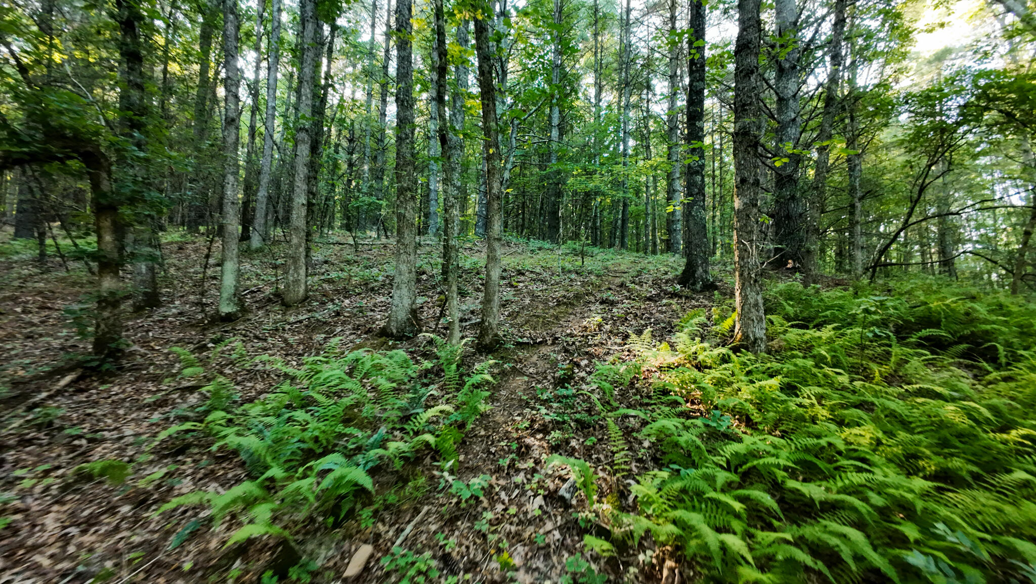 1 Merifield Road Northwest Willis, VA 24380 - Photo 16 of 16 Parcel 1-33