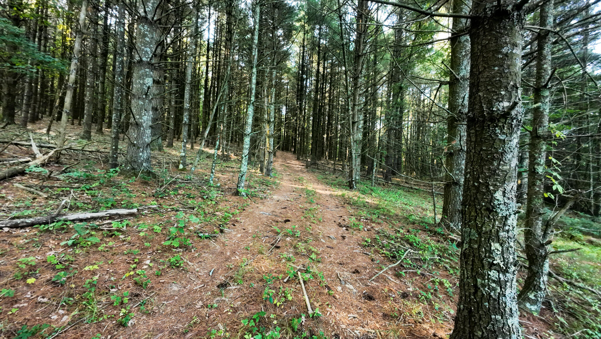 1 Merifield Road Northwest Willis, VA 24380 - Photo 5 of 16 Parcel 1-28