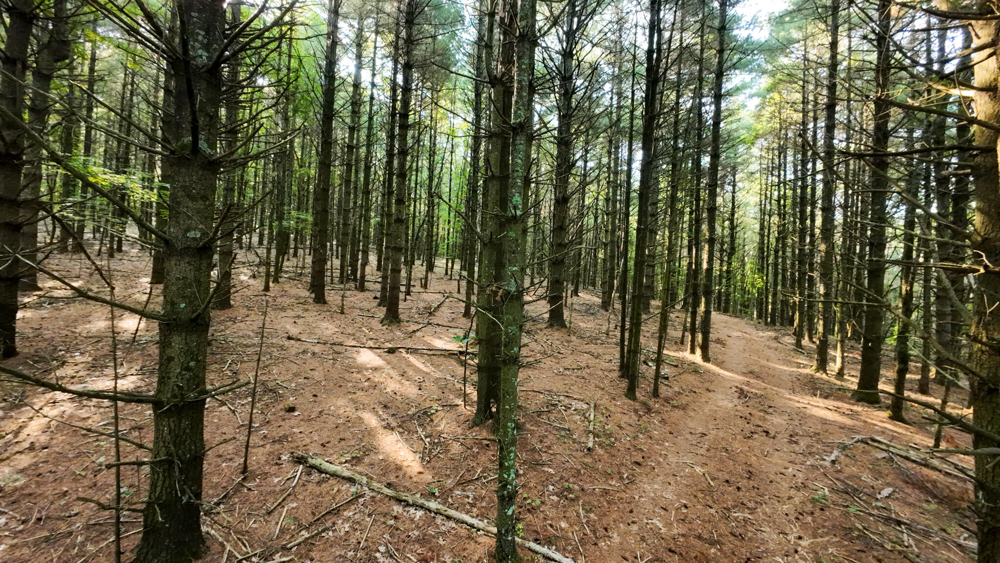 1 Merifield Road Northwest Willis, VA 24380 - Photo 7 of 16 Parcel 1-22