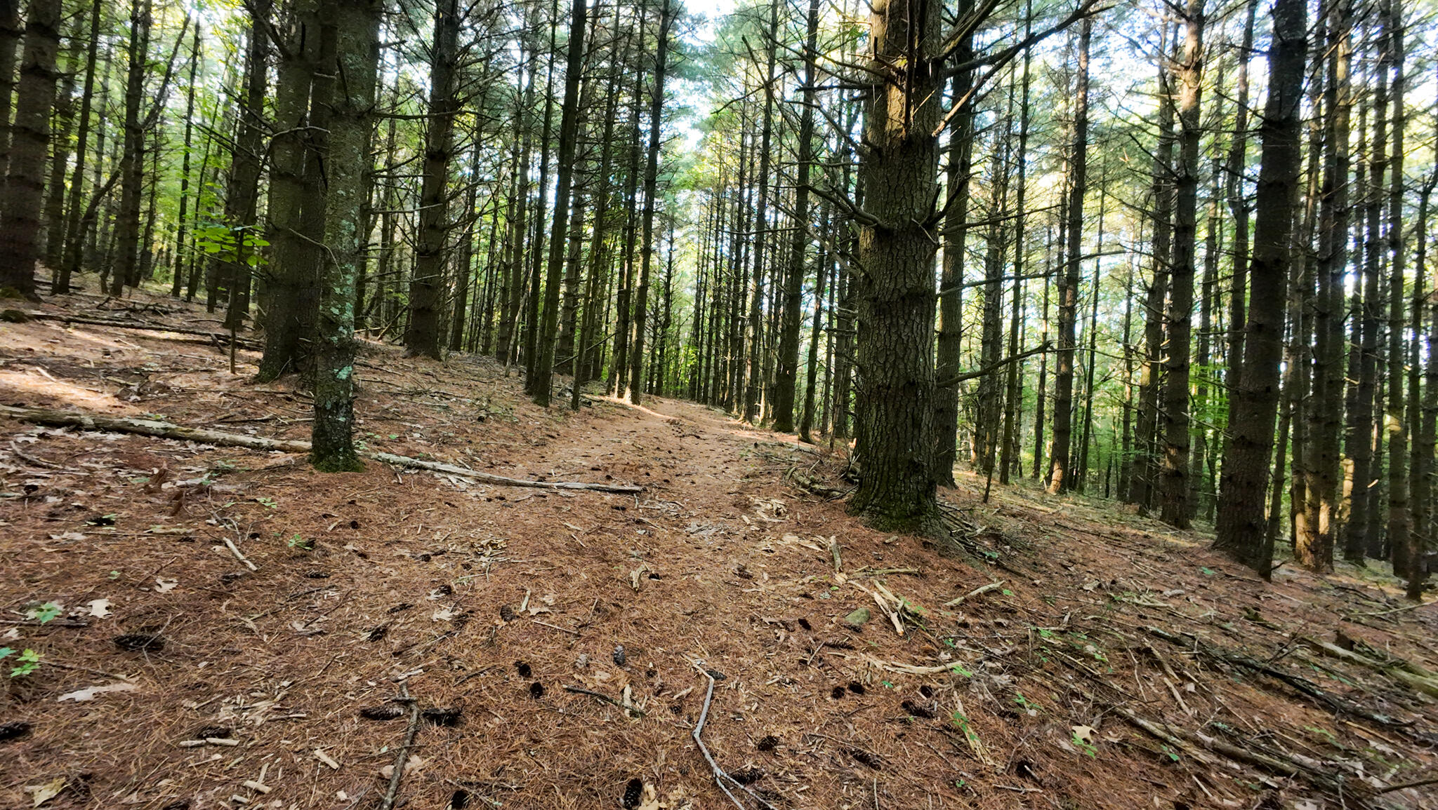 1 Merifield Road Northwest Willis, VA 24380 - Photo 8 of 16 Parcel 1-23