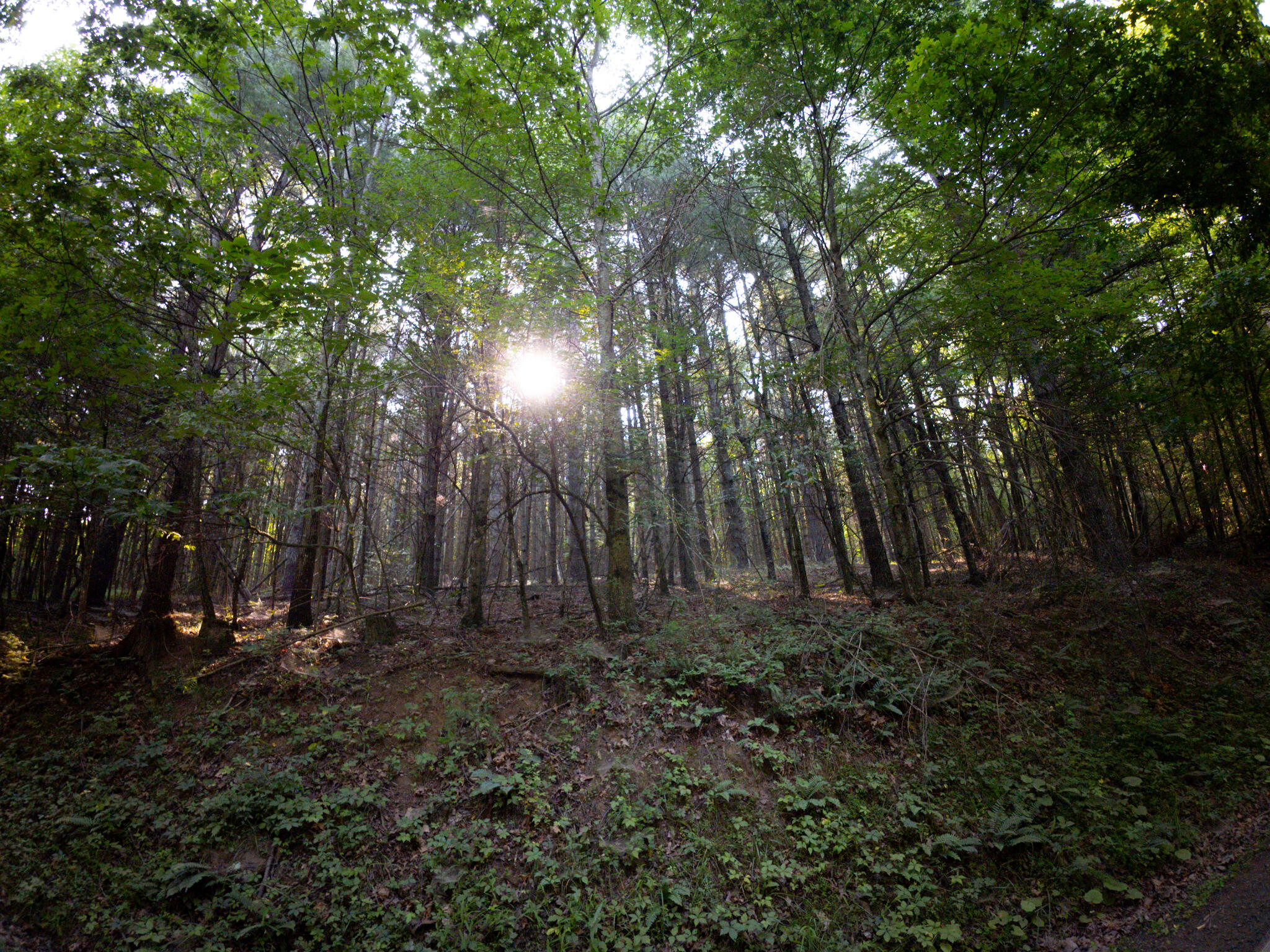 1 Merifield Road Northwest Willis, VA 24380 - Photo 9 of 16 Merifield parcel 1-1