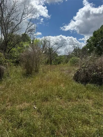 a view of a bunch of trees and bushes