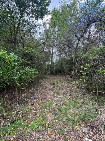 a view of a forest with trees in the background