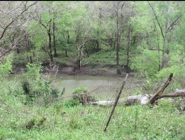 a view of a forest with a trees