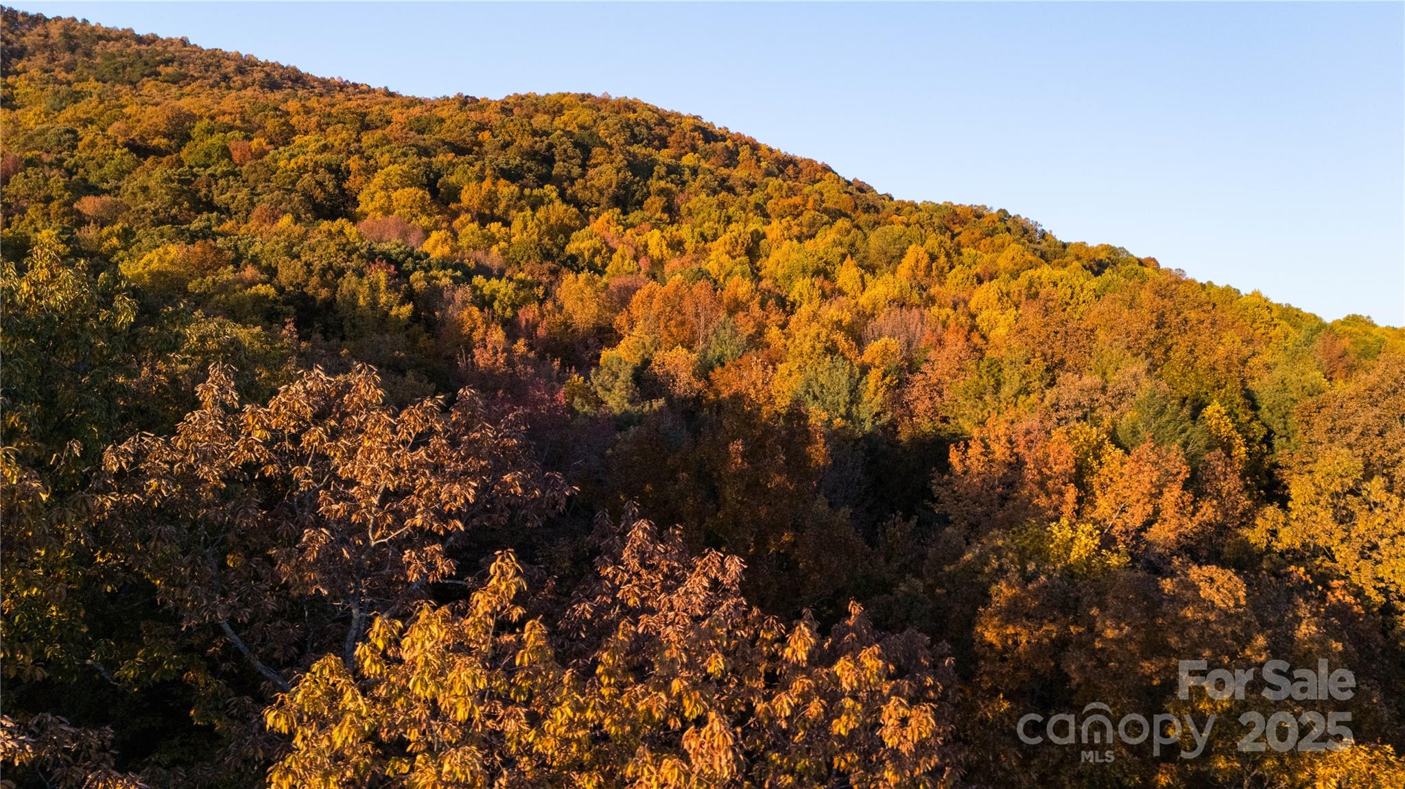 Tbd Ward Gap Road Casar, NC 28020 - Photo 12 of 36 a close up of a tree