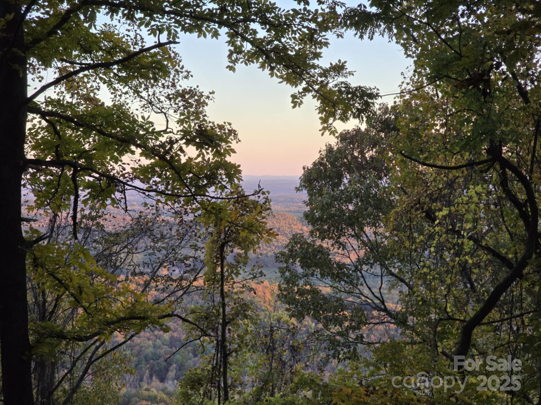 Tbd Ward Gap Road Casar, NC 28020 - Photo 26 of 36 a view of tree