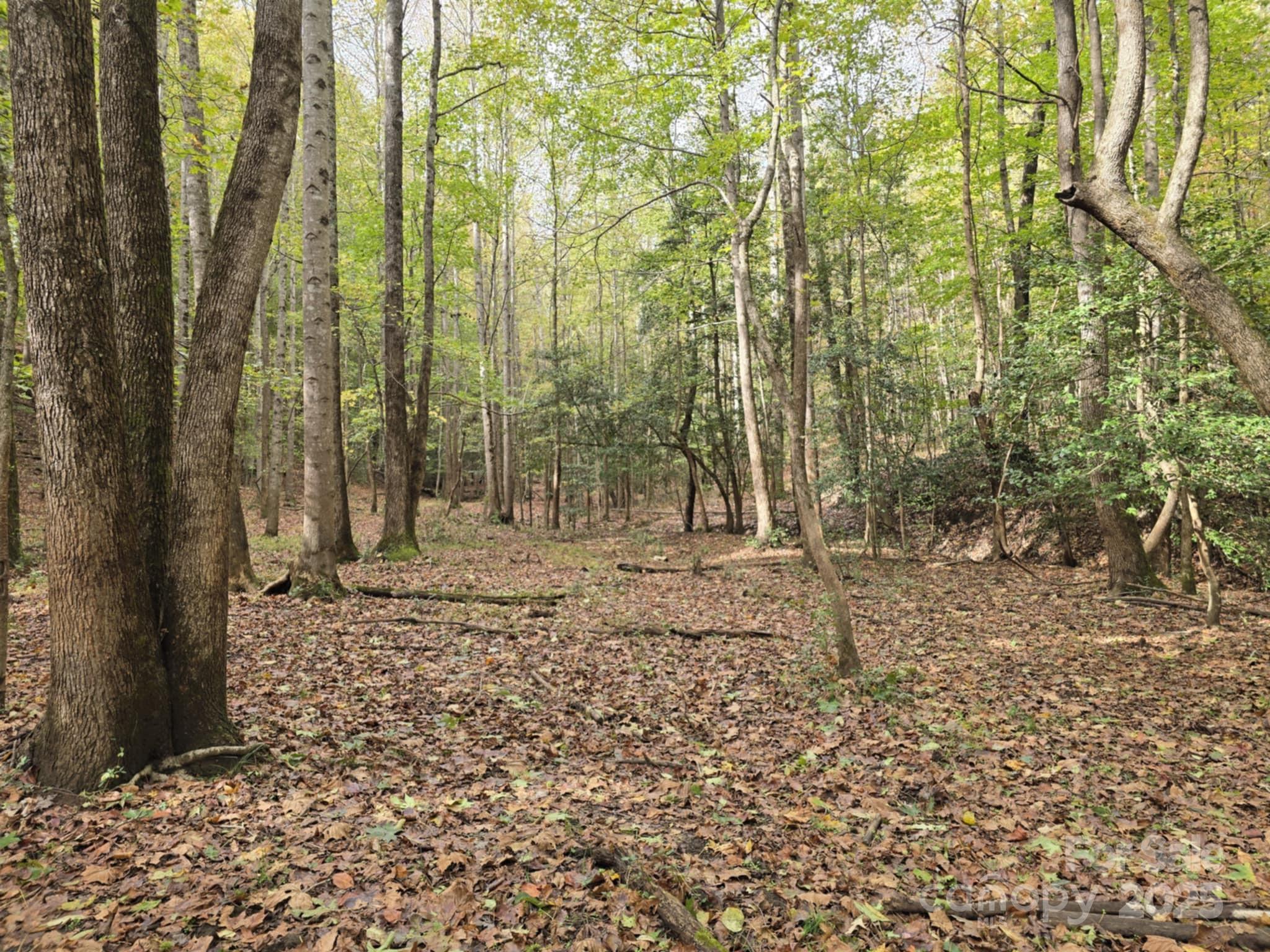 Tbd Ward Gap Road Casar, NC 28020 - Photo 27 of 36 a view of a yard with plants and trees