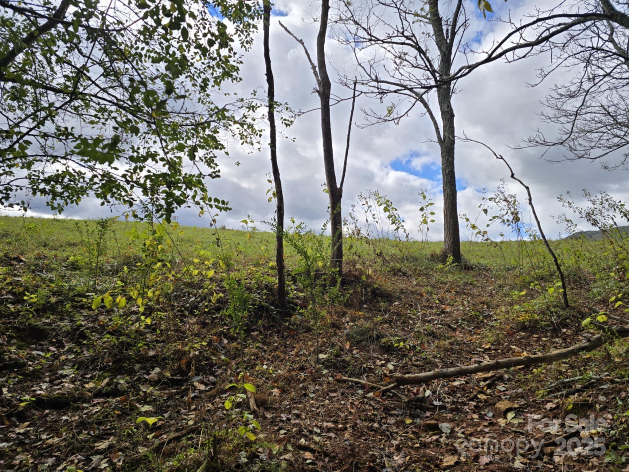Tbd Ward Gap Road Casar, NC 28020 - Photo 28 of 36 a view of backyard with tree