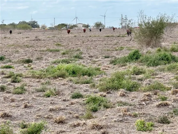 a view of a dry yard with lots of trees