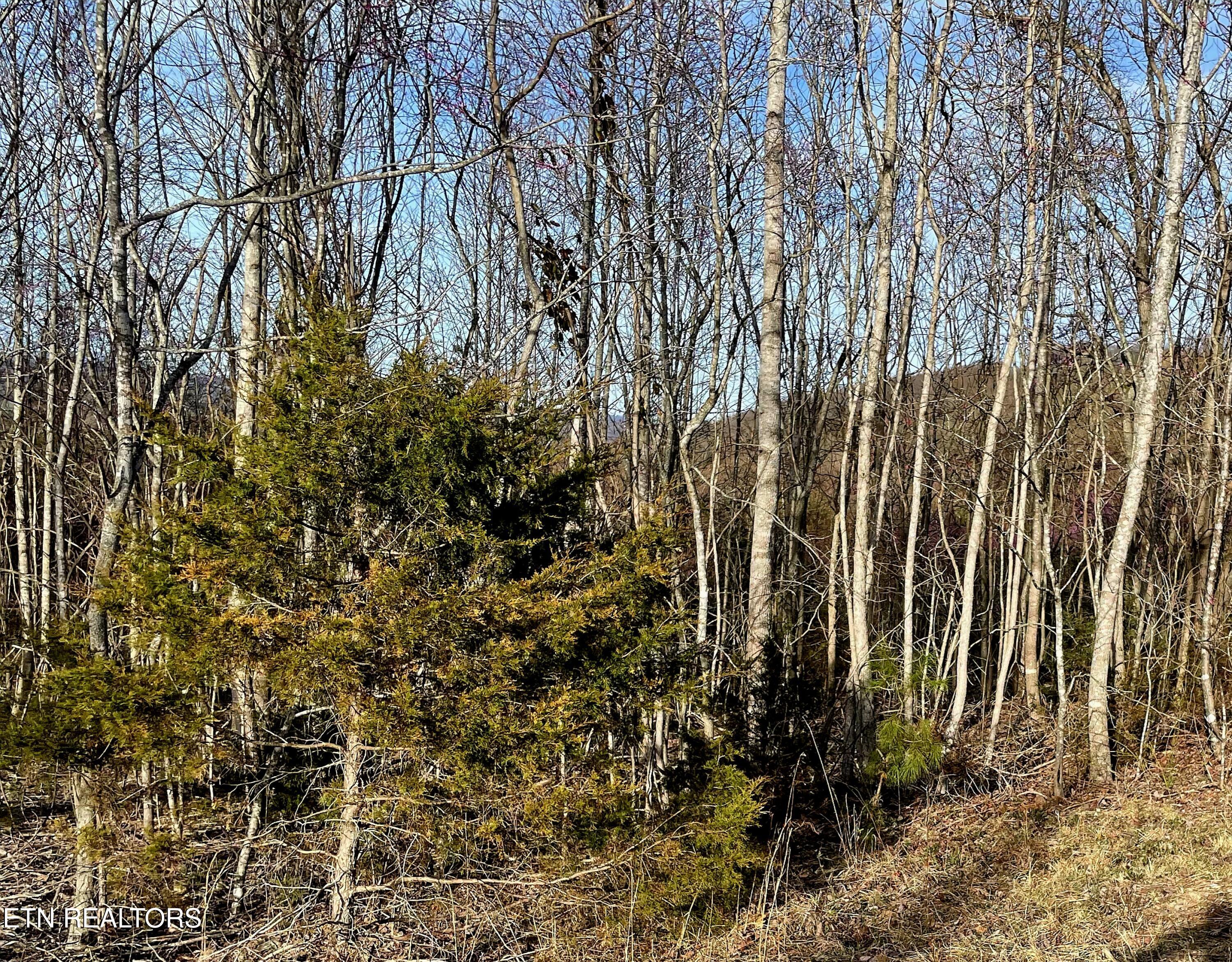 Lot 27 Panoramic Maynardville, TN 37807 - Photo 6 of 14 1000016958