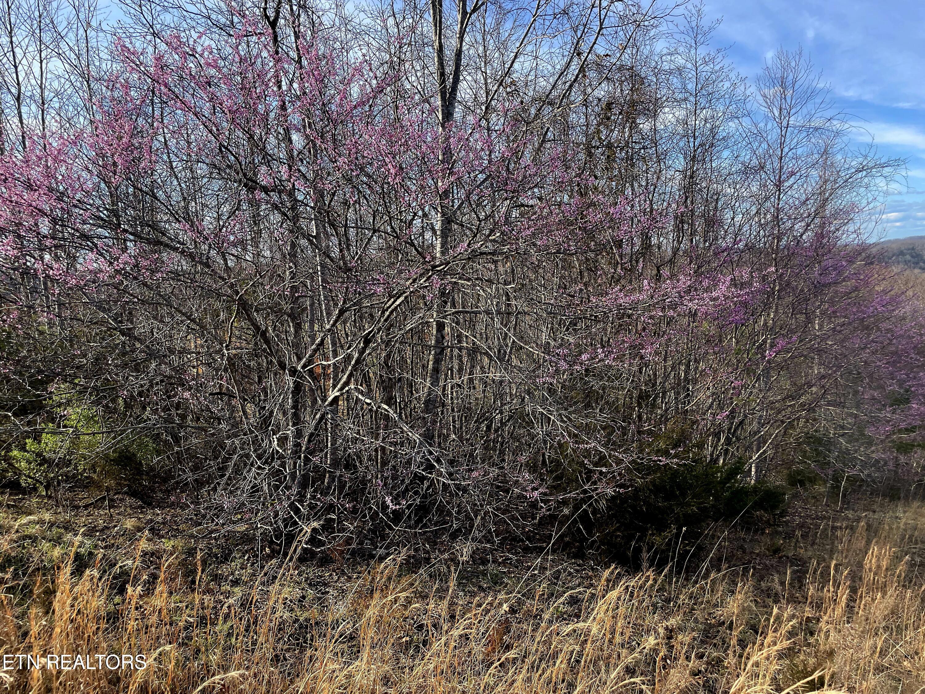 Lot 27 Panoramic Maynardville, TN 37807 - Photo 9 of 14 1000016959