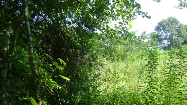 7106 New Hope Road Fairview, TN 37062 - Photo 16 of 19