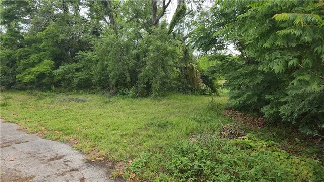 a view of a lush green forest
