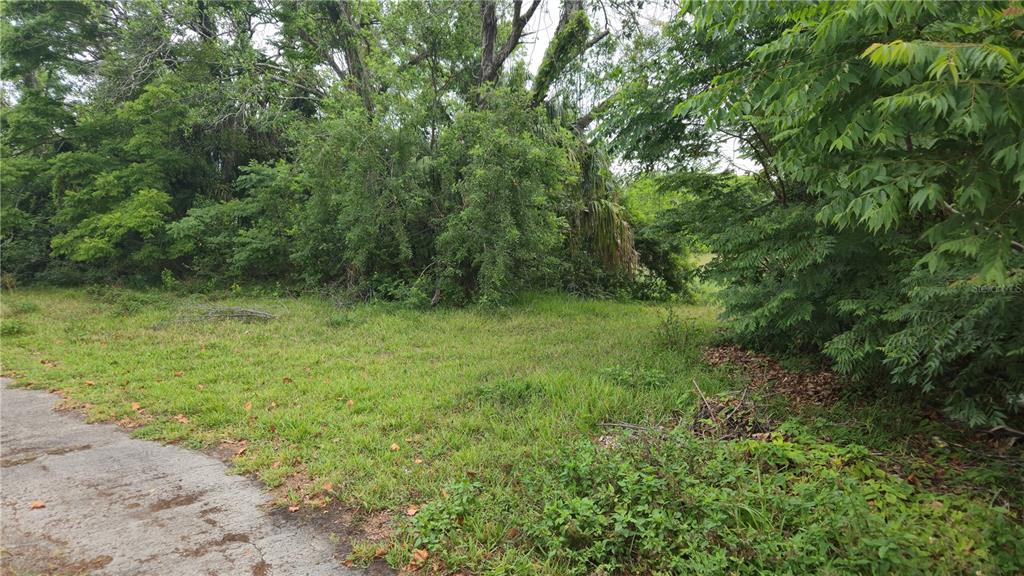 Villa Drive Hudson, FL 34667 - Photo 9 of 11 a view of a lush green forest