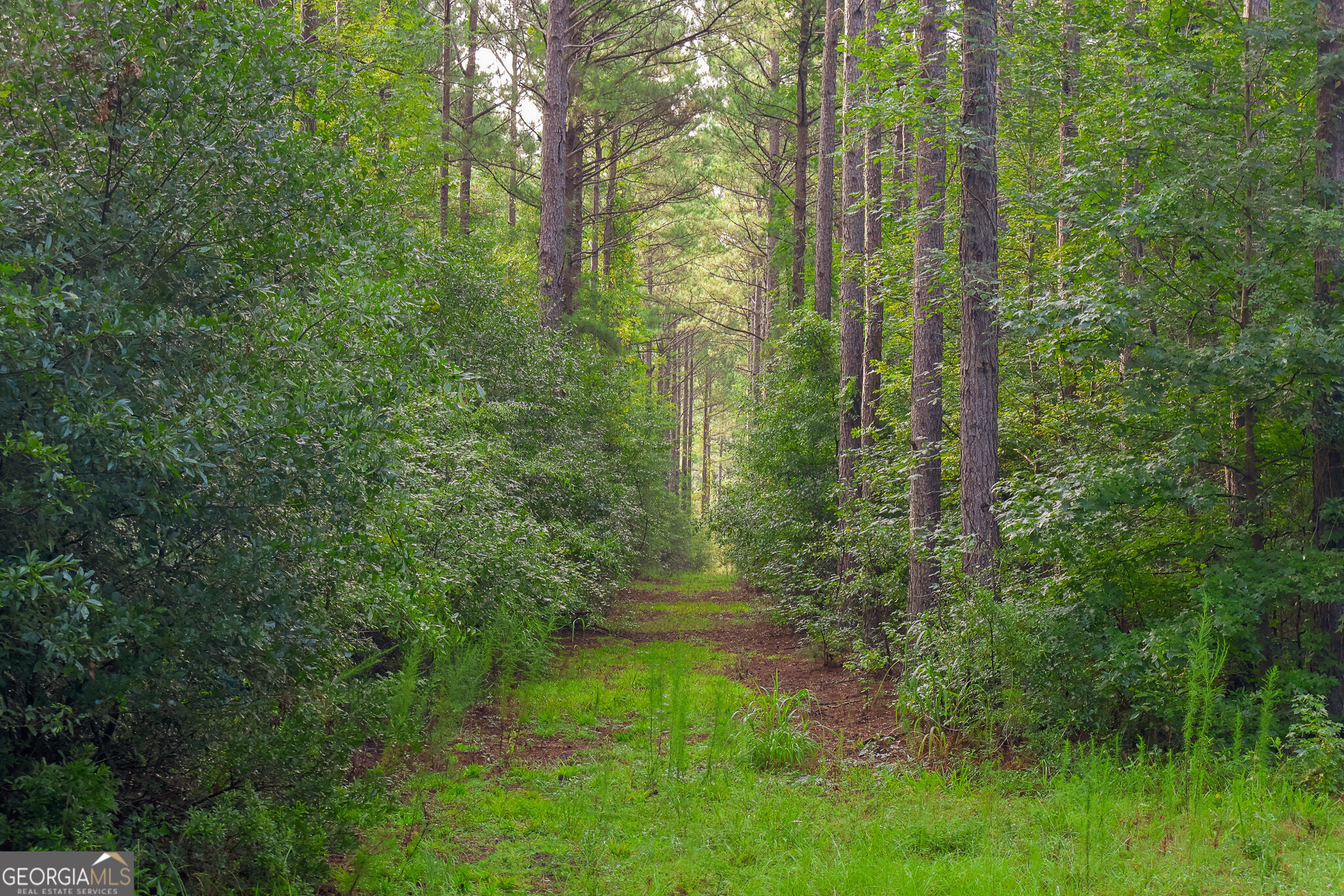 1362 Doyle Road Sardis, GA 30456 - Photo 2 of 53 Gallery Image 2