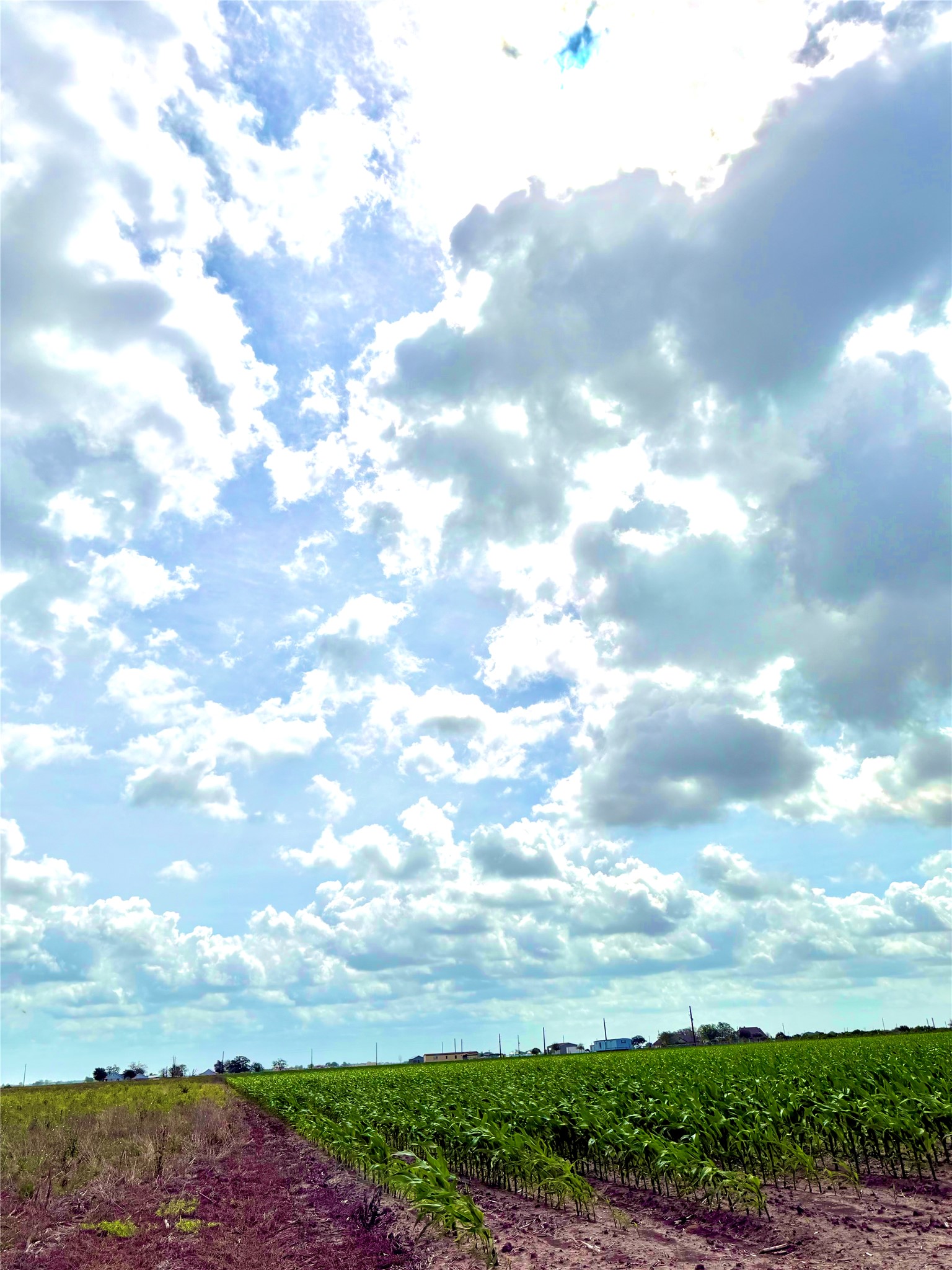 4421 Polak Road Wallis, TX 77485 - Photo 8 of 9 Expansive land with cultivated rows of green plants under a vast sky with clouds