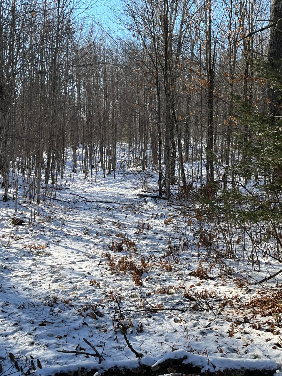 80-ac 80-ac Long Lake Road Mellen, WI 54546 - Photo 4 of 12 Gallery Image 4