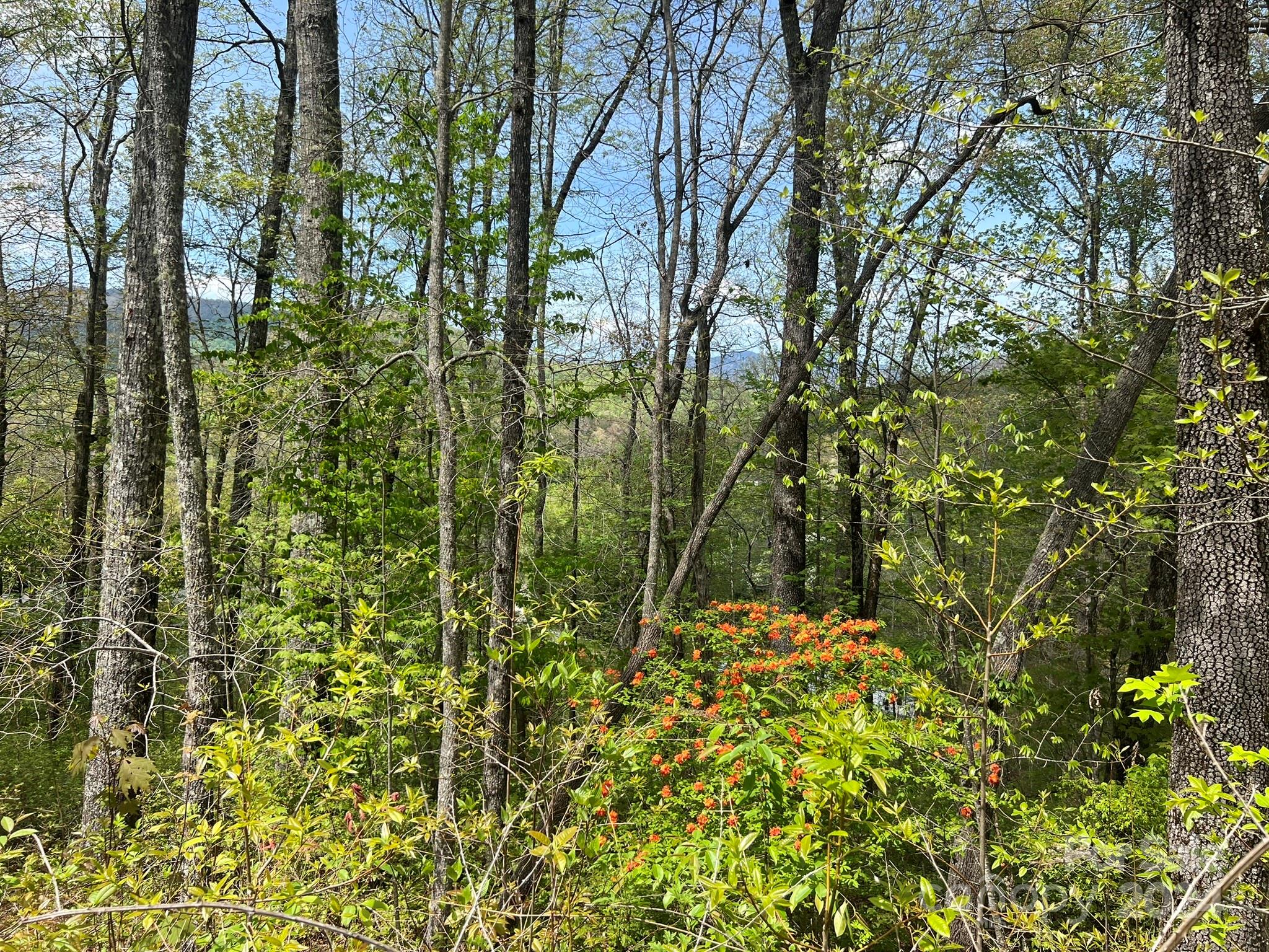 Tbd Shining Rock Ridge Balsam Grove, NC 28708 - Photo 3 of 28 Gallery Image 3