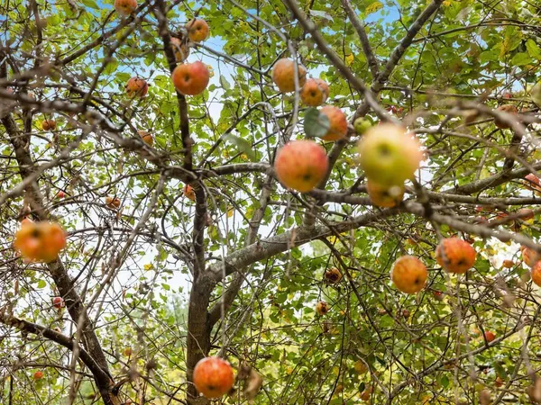 $475,000 | 4453 Highway 95 Northeast, Cambridge, MN 55008