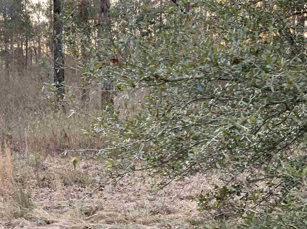 24.68 Tara Road Brandon, MS 39042 - Photo 12 of 14 Photo 13