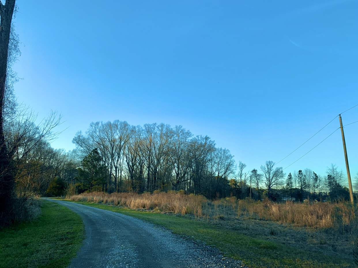 24.68 Tara Road Brandon, MS 39042 - Photo 3 of 14 Photo 3