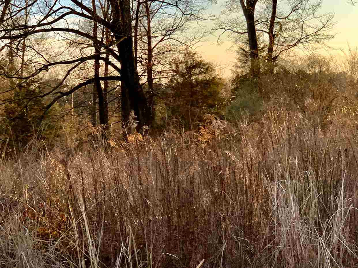 24.68 Tara Road Brandon, MS 39042 - Photo 6 of 14 Photo 6