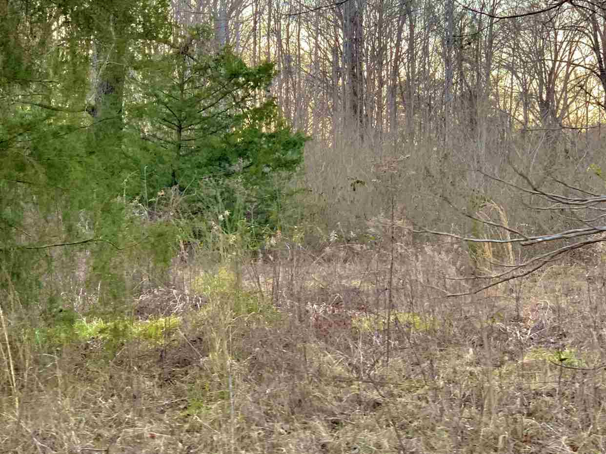 24.68 Tara Road Brandon, MS 39042 - Photo 7 of 14 Photo 7