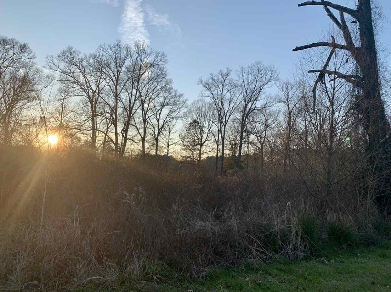 24.68 Tara Road Brandon, MS 39042 - Photo 8 of 14 Photo 8