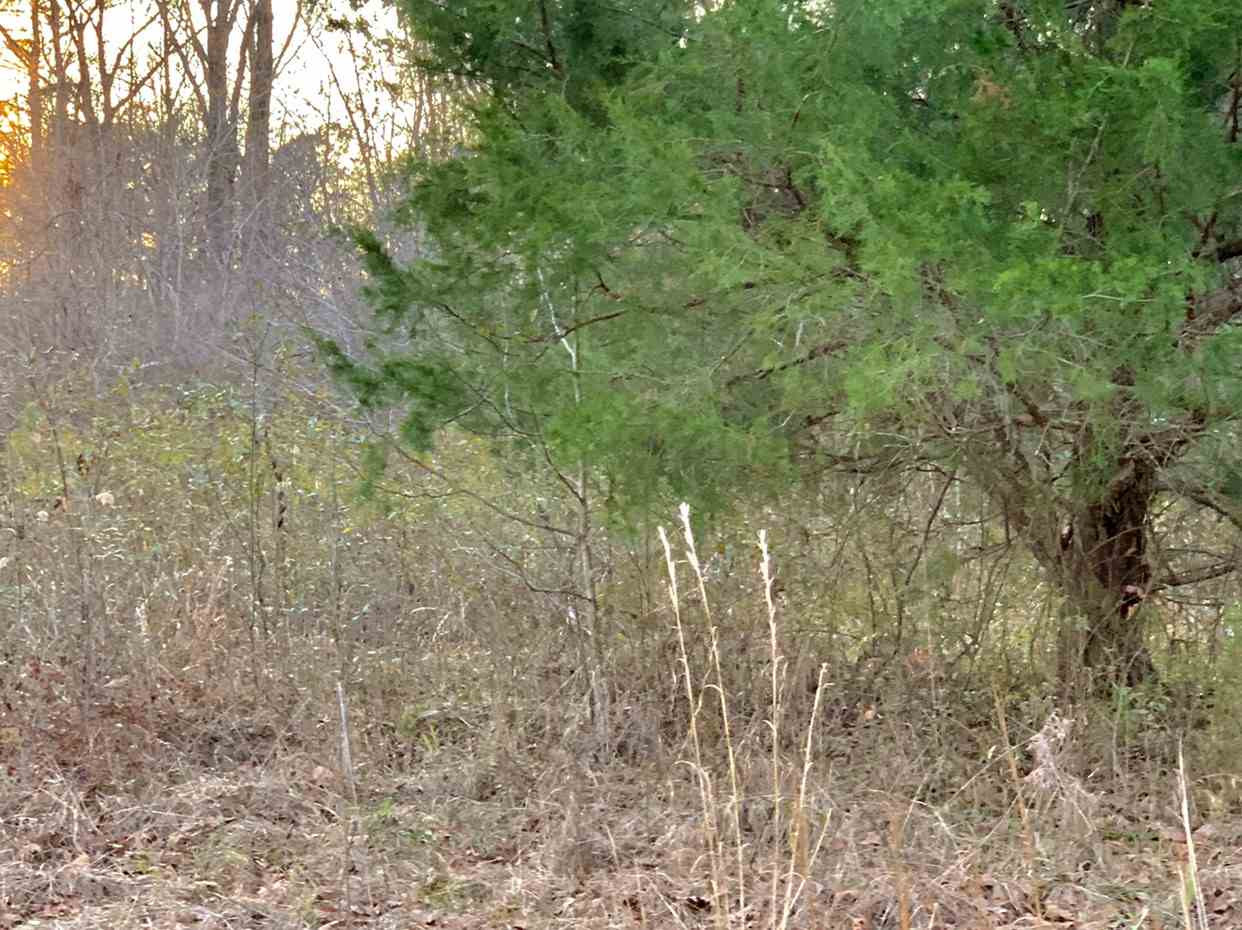 24.68 Tara Road Brandon, MS 39042 - Photo 10 of 14 Photo 11