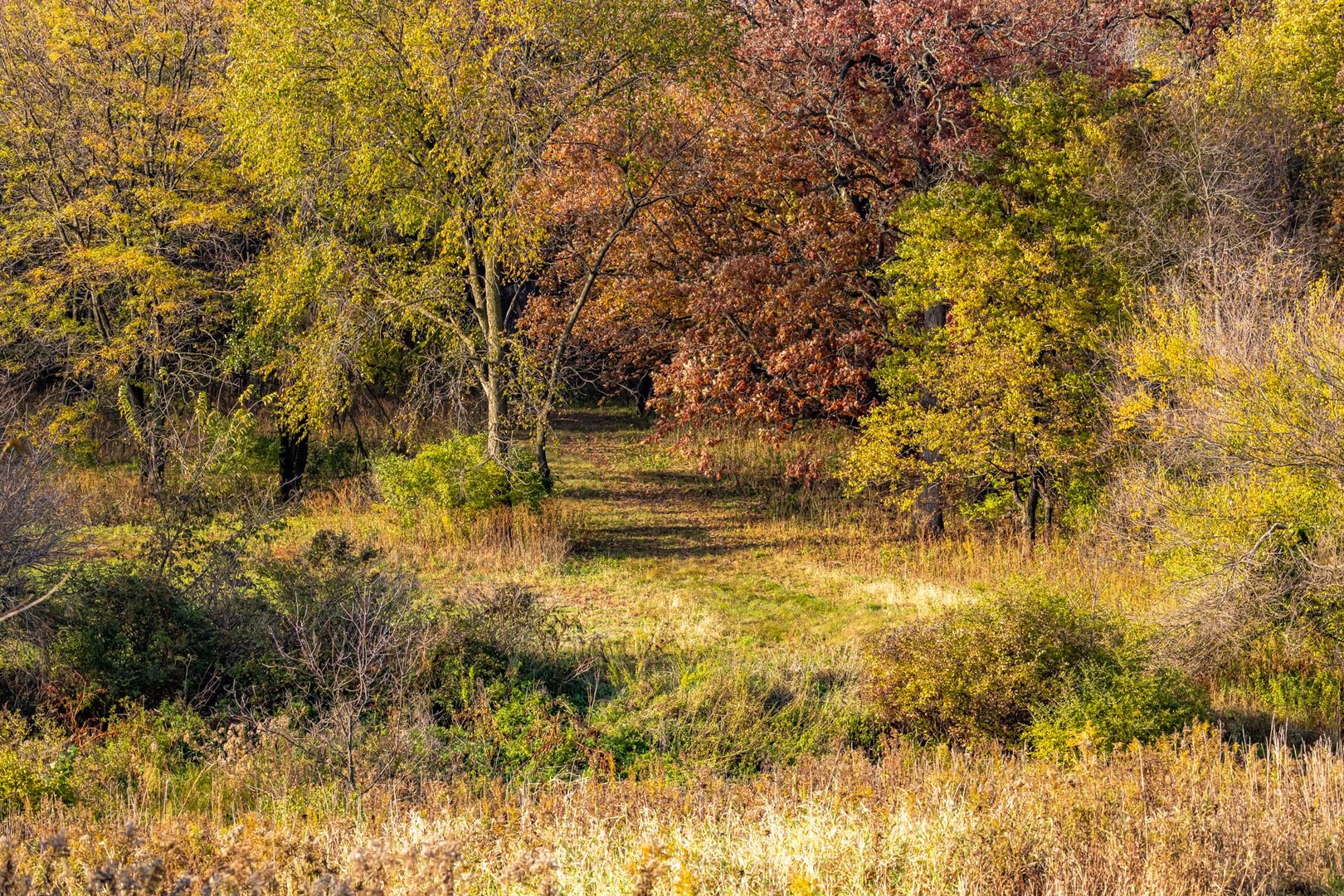 17501 Bishop Road Morrison, IL 61270 - Photo 119 of 167 a view of yard with green space