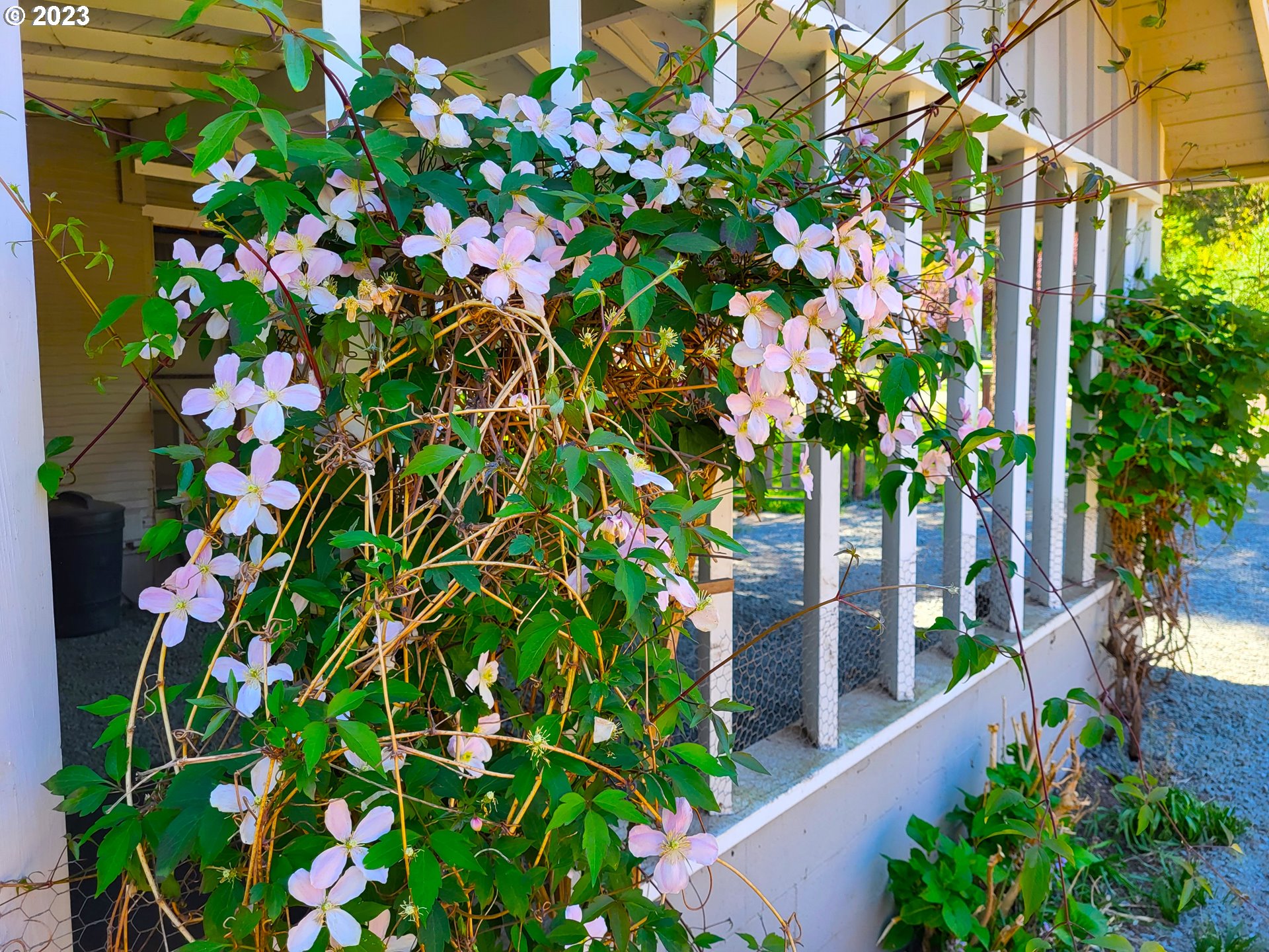 1001 Curtin Road Cottage Grove, OR 97424 - Photo 16 of 24 a picture of flowers
