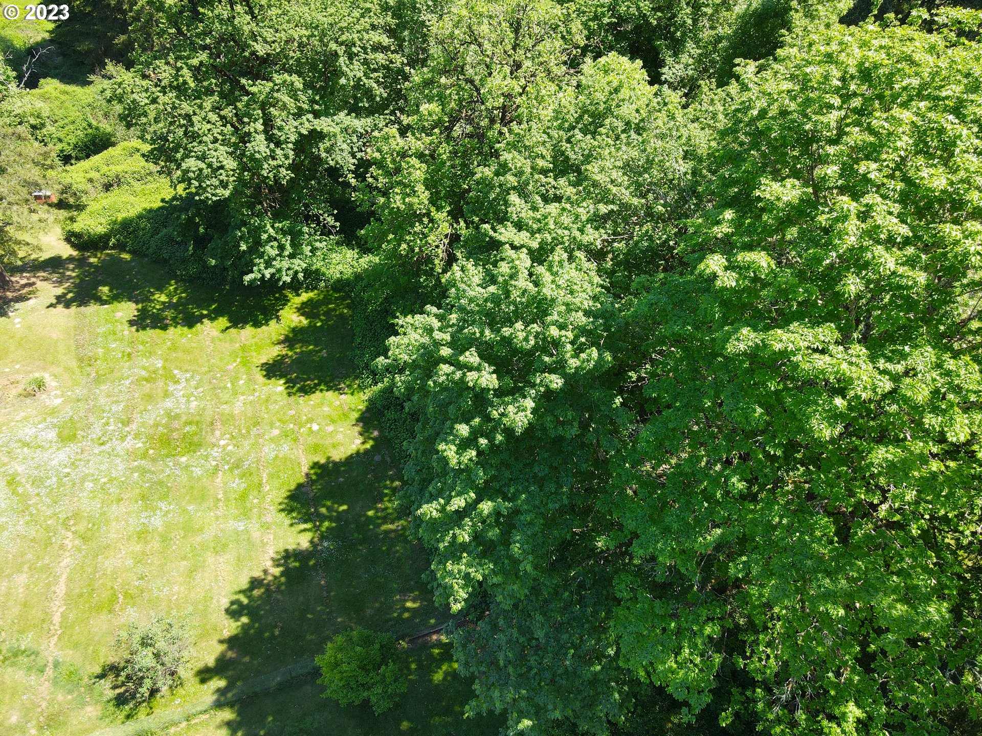 1001 Curtin Road Cottage Grove, OR 97424 - Photo 20 of 24 a view of a big yard with plants and large trees