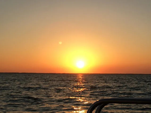 a view of a yard with plants and trees