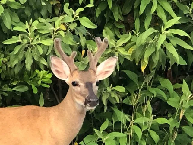 a close up of a plant in a garden