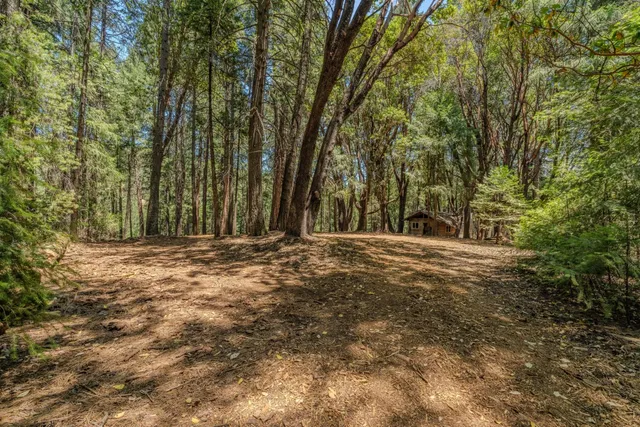 a view of a yard with trees