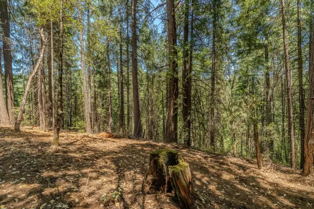 a view of backyard space and trees