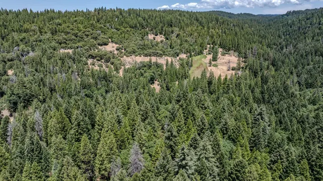 a view of a forest with a street