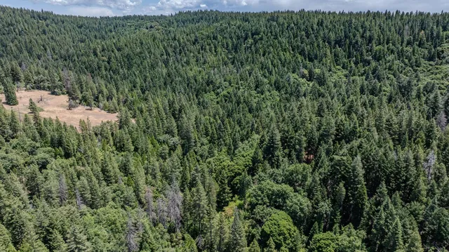 a view of a lush green forest with lots of trees