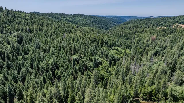 a view of a lush green forest with a mountain