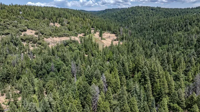 a view of a forest with a houses