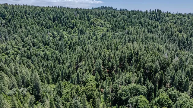 a view of a lush green forest with lots of trees