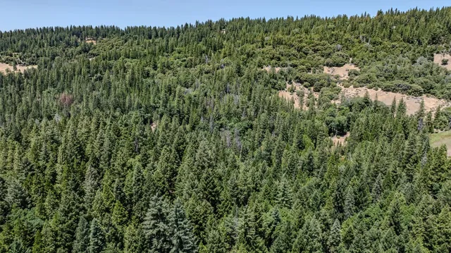 a view of a lush green forest with trees in the background