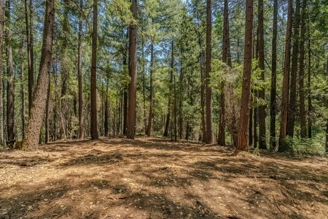 a view of outdoor space with trees