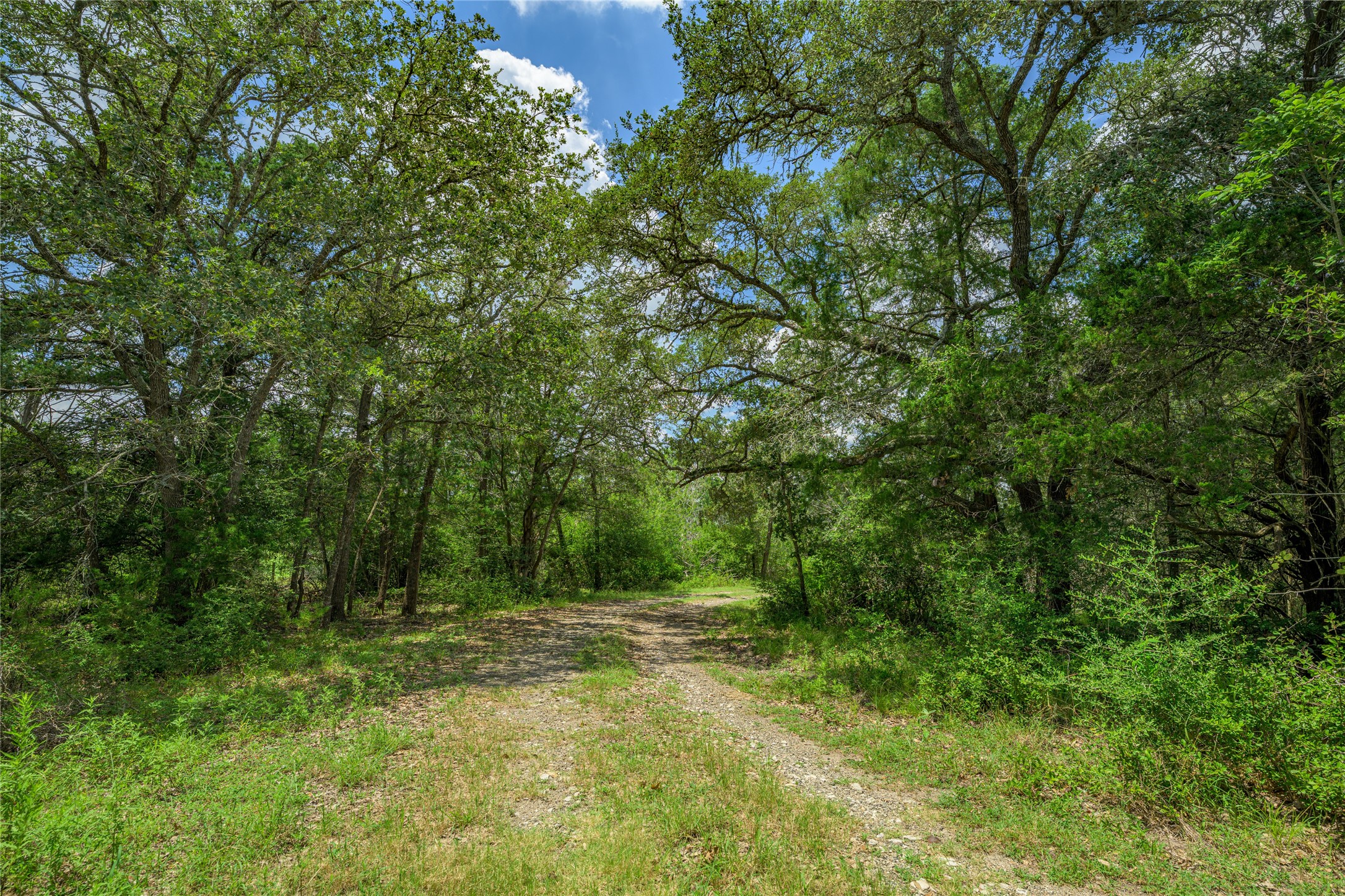 4900 Andreas Road Round Top, TX 78954 - Photo 12 of 20 a view of backyard with green space