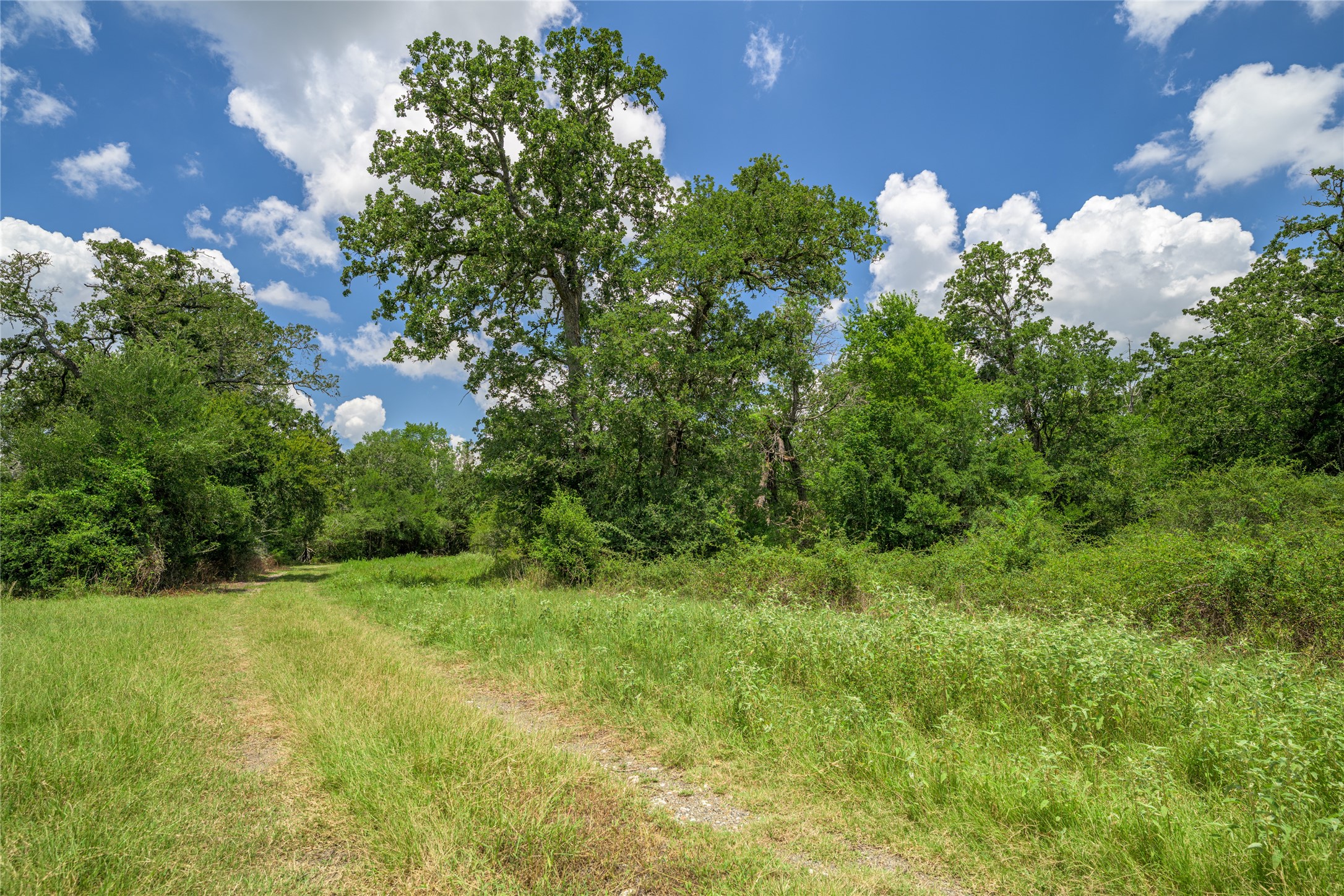 4900 Andreas Road Round Top, TX 78954 - Photo 13 of 20 a view of a bunch of trees in a yard