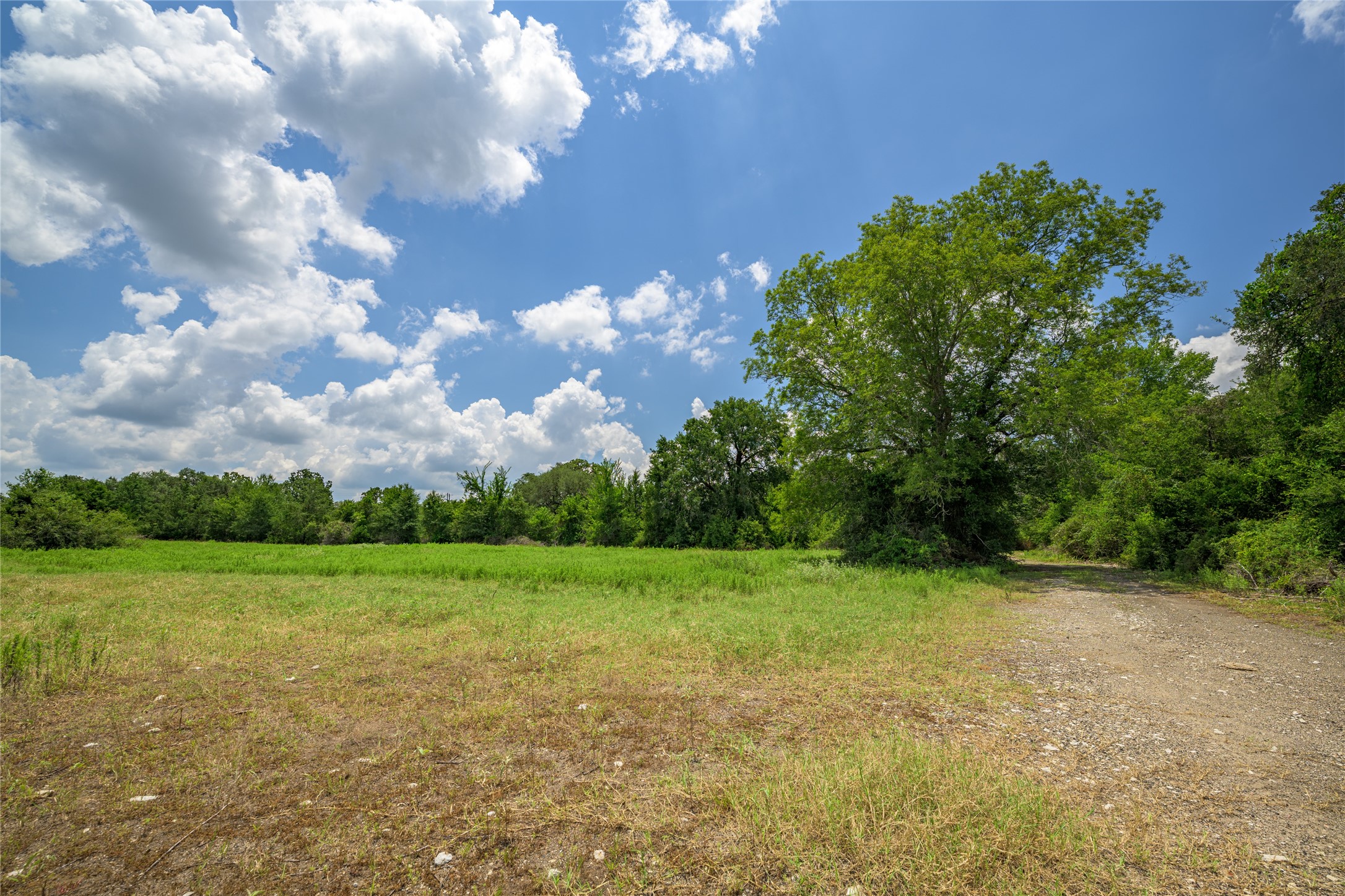 4900 Andreas Road Round Top, TX 78954 - Photo 14 of 20 a view of a big yard with plants and large trees