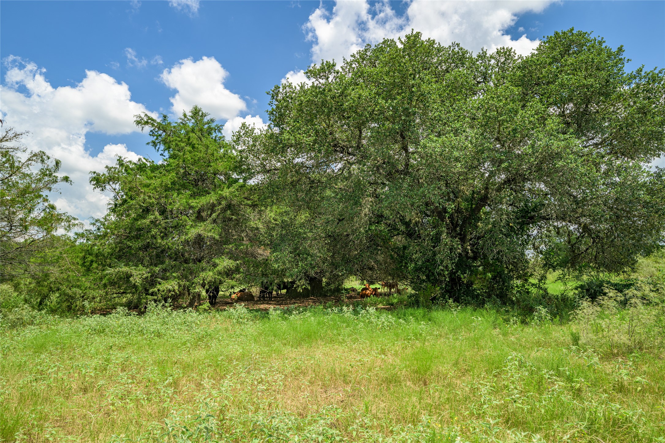 4900 Andreas Road Round Top, TX 78954 - Photo 18 of 20 a view of a yard