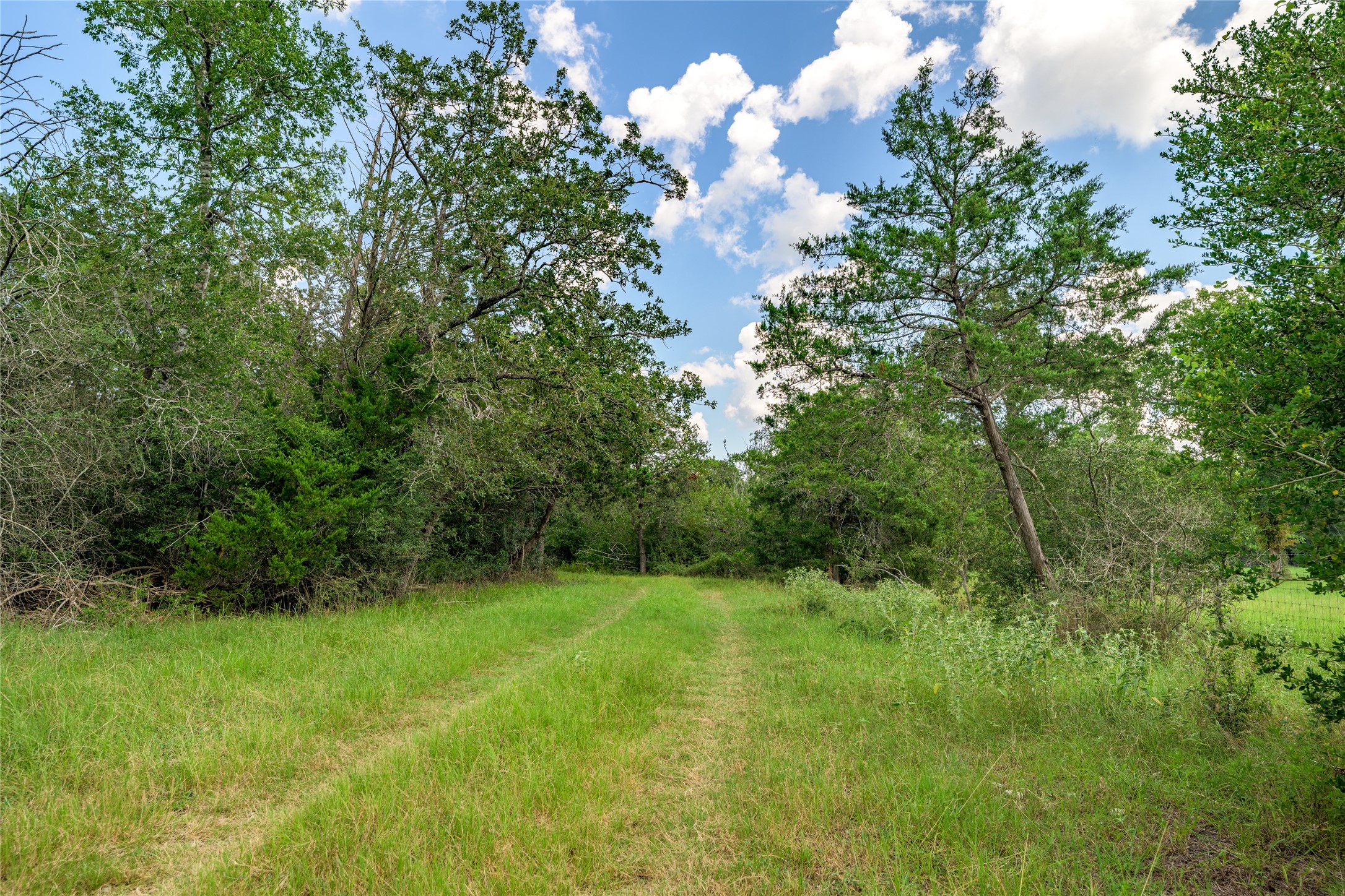 4900 Andreas Road Round Top, TX 78954 - Photo 19 of 20 a view of a lush green space